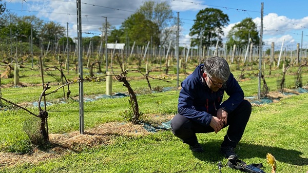 SAM in vineyard